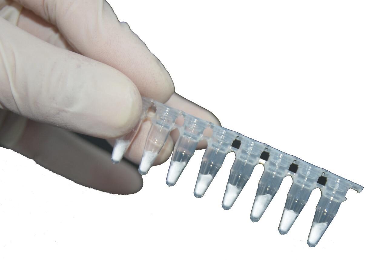 Gloved hand holding an 8-tube strip of extracted template